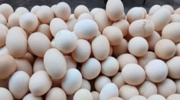 تفاصيل أسعار اليوم: البيضة بـ4.17 جنيه في سوهاج وثبات أسعار البقوليات